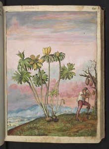 Eranthis hyemalis, från "Paintings of Flora of the Roman States" av Gherardo Cibo, Add MS 22333, f038r, c.1564-84 (akvarell & gouache på papper) av Gherardo Cibo