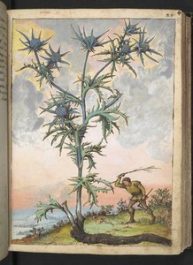 Eryngium maritimum, från "Paintings of Flora of the Roman States" av Gherardo Cibo, Add MS 22333, f047r, c.1564-84 (akvarell & gouache på papper) av Gherardo Cibo