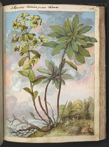 Euphorbia amygdaloides eller Euphorbia characias, från "Paintings of Flora of the Roman States" av Gherardo Cibo, Add MS 22333, f154r, c.1564-84 (akvarell & gouache på papper) av Gherardo Cibo