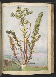 Euphorbia paralias, från "Paintings of Flora of the Roman States" av Gherardo Cibo, Add MS 22333, f155r, c.1564-84 (akvarell & gouache på papper) av Gherardo Cibo