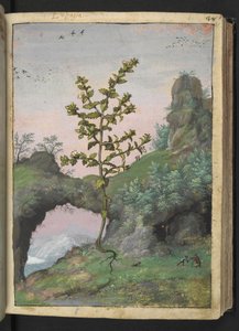 Euphrasia officinalis, från "Paintings of Flora of the Roman States" av Gherardo Cibo, Add MS 22333, f041r, c.1564-84 (akvarell & gouache på papper) av Gherardo Cibo