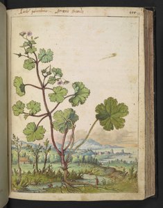 Geranium rotundifolium: En växt med rosa blommor. , från "Paintings of Flora of the Roman States" av Gherardo Cibo, Add MS 22333, f098r, c.1564-84 (akvarell & gouache på papper) av Gherardo Cibo