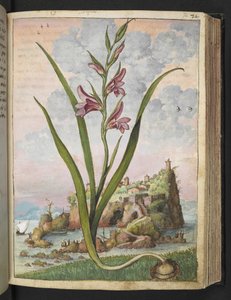 Gladiolus Italicus, från "Paintings of Flora of the Roman States" av Gherardo Cibo, Add MS 22333, f072r, c.1564-84 (akvarell & gouache på papper) av Gherardo Cibo