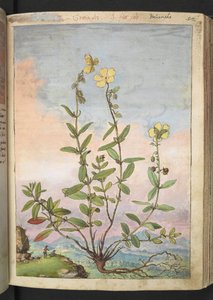 Helianthemum nummularium, från "Paintings of Flora of the Roman States" av Gherardo Cibo, Add MS 22333, f055r, c.1564-84 (akvarell & gouache på papper) av Gherardo Cibo