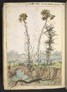 Helichrysum italicum: en växt med gula knoppar, från "Paintings of Flora of the Roman States" av Gherardo Cibo, Add MS 22333, f176v, c.1564-84 (akvarell & gouache på papper)