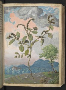 Heliotropium europeanum, från "Paintings of Flora of the Roman States" av Gherardo Cibo, Add MS 22333, f044r, c.1564-84 (akvarell & gouache på papper) av Gherardo Cibo