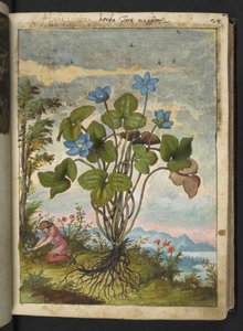 Hepatica nobilis: en växt med blå kronblad och en person som gräver eller pratar sticklingar, från "Paintings of Flora of the Roman States" av Gherardo Cibo, Add MS 22333, f032r, c.1564-84 (akvarell & gouache på papper) av Gherardo Cibo