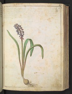 Hyacinthus, från "Paintings of Flora of the Roman States" av Gherardo Cibo, Add MS 22333, f060r, c.1564-84 (akvarell & gouache på papper) av Gherardo Cibo
