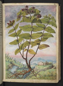 Hypericum hircinum, från "Paintings of Flora of the Roman States" av Gherardo Cibo, Add MS 22333, f034r, c.1564-84 (akvarell & gouache på papper) av Gherardo Cibo