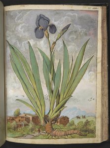 Iris germanica, från "Paintings of Flora of the Roman States" av Gherardo Cibo, Add MS 22333, f148r, c.1564-84 (akvarell & gouache på papper) av Gherardo Cibo