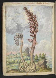 Lathraea squamaria, från "Paintings of Flora of the Roman States" av Gherardo Cibo, Add MS 22333, f178v, c.1564-84 (akvarell & gouache på papper)