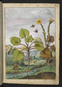 Ligularia tussilaginea (leopardväxt), från "Paintings of Flora of the Roman States" av Gherardo Cibo, Add MS 22333, f011r, c.1564-84 (akvarell & gouache på papper) av Gherardo Cibo