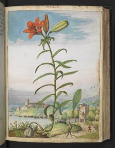 Lilium bulbiferum: En växt med röda kronblad, från "Paintings of Flora of the Roman States" av Gherardo Cibo, Add MS 22333, f080r, c.1564-84 (akvarell & gouache på papper) av Gherardo Cibo