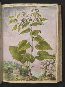 Lunaria redivivia, från "Paintings of Flora of the Roman States" av Gherardo Cibo, Add MS 22333, f124r, c.1564-84 (akvarell & gouache på papper) av Gherardo Cibo