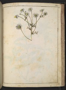Matricaria chamomilla (Camomille), från "Paintings of Flora of the Roman States" av Gherardo Cibo, Add MS 22333, f163r, c.1564-84 (akvarell & gouache på papper) av Gherardo Cibo