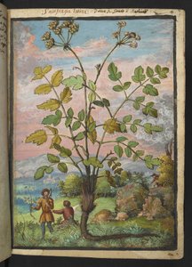 Oenanthe crocata, från "Paintings of Flora of the Roman States" av Gherardo Cibo, Add MS 22333, f008r, c.1564-84 (akvarell & gouache på papper) av Gherardo Cibo