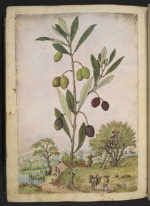 Olea europaea (Olivträd), från "Paintings of Flora of the Roman States" av Gherardo Cibo, Add MS 22333, f181v, c.1564-84 (akvarell & gouache på papper)