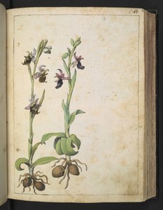 Orchis: En växt med vita och rosa blommor, från "Paintings of Flora of the Roman States" av Gherardo Cibo, Add MS 22333, f066r, c.1564-84 (akvarell & gouache på papper) av Gherardo Cibo