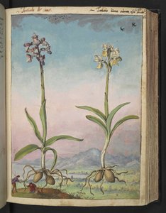 Orchis pallens: Två blommande växter, från "Paintings of Flora of the Roman States" av Gherardo Cibo, Add MS 22333, f064r, c.1564-84 (akvarell & gouache på papper) av Gherardo Cibo
