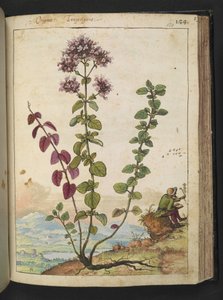 Origanum vulgare, från "Paintings of Flora of the Roman States" av Gherardo Cibo, Add MS 22333, f130r, c.1564-84 (akvarell & gouache på papper) av Gherardo Cibo