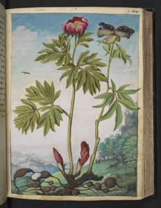 Paeonia officinalis, från "Paintings of Flora of the Roman States" av Gherardo Cibo, Add MS 22333, f085r, c.1564-84 (akvarell & gouache på papper) av Gherardo Cibo