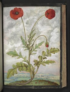Papaver rhoeas (vallmo), från "Paintings of Flora of the Roman States" av Gherardo Cibo, Add MS 22333, f107r, c.1564-84 (akvarell & gouache på papper) av Gherardo Cibo