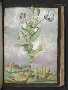 Papaver somniferum: En växt med vita kronblad, från "Paintings of Flora of the Roman States" av Gherardo Cibo, Add MS 22333, f108r, c.1564-84 (akvarell & gouache på papper) av Gherardo Cibo