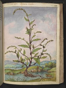 Persicaria hydropiper, från "Paintings of Flora of the Roman States" av Gherardo Cibo, Add MS 22333, f152r, c.1564-84 (akvarell & gouache på papper) av Gherardo Cibo