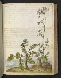 Pimpinella saxifraga, från "Paintings of Flora of the Roman States" av Gherardo Cibo, Add MS 22333, f101r, c.1564-84 (akvarell & gouache på papper) av Gherardo Cibo