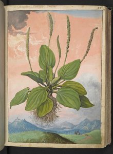 Plantago major, från "Paintings of Flora of the Roman States" av Gherardo Cibo, Add MS 22333, f049r, c.1564-84 (akvarell & gouache på papper)
