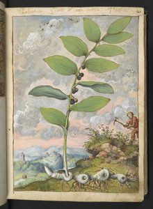 Polygonatum odoratum: En växt. En man med ett hack, från "Paintings of Flora of the Roman States" av Gherardo Cibo, Add MS 22333, f025r, c.1564-84 (akvarell & gouache på papper)