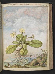 Primula vulgaris, från "Paintings of Flora of the Roman States" av Gherardo Cibo, Add MS 22333, f128r, c.1564-84 (akvarell & gouache på papper) av Gherardo Cibo