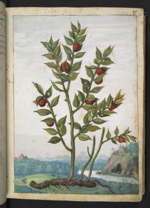 Ruscus aculeatus: En växt som bär röda bär, från "Paintings of Flora of the Roman States" av Gherardo Cibo, Add MS 22333, f023r, c.1564-84 (akvarell & gouache på papper)