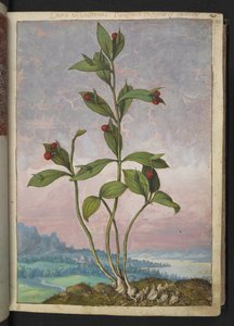 Ruscus hypoglossum: En växt som bär röda bär, från "Paintings of Flora of the Roman States" av Gherardo Cibo, Add MS 22333, f024r, c.1564-84 (akvarell & gouache på papper)