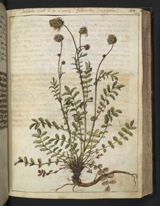 Sanguisorba minor, från "Paintings of Flora of the Roman States" av Gherardo Cibo, Add MS 22333, f102r, c.1564-84 (akvarell & gouache på papper) av Gherardo Cibo