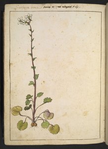 Saxifraga bianca, alpin blomma med vita kronblad, från "Paintings of Flora of the Roman States" av Gherardo Cibo, Add MS 22333, f180v, c.1564-84 (akvarell & gouache på papper) av Gherardo Cibo
