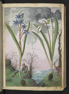 Scilla bifolia och Galanthus nivalis, från "Paintings of Flora of the Roman States" av Gherardo Cibo, Add MS 22333, f035r, c.1564-84 (akvarell & gouache på papper)