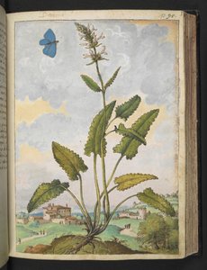 Stachys officinalis, från "Paintings of Flora of the Roman States" av Gherardo Cibo, Add MS 22333, f093r, c.1564-84 (akvarell & gouache på papper) av Gherardo Cibo
