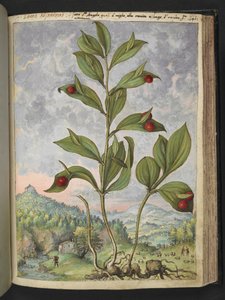 Streptopus amplexifolius (ねじれた茎)、Gherardo Cibo の「Paintings of Flora of the Roman States」より、MS 2233、f135r、c.1564-84 を追加 (紙に水彩とグワッシュ) スウェーデン語 av Gherardo Cibo