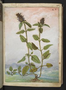 Symphytum bulbosum (Bulbous Comfrey), från "Paintings of Flora of the Roman States" av Gherardo Cibo, Add MS 22333, f031r, c.1564-84 (akvarell & gouache på papper) av Gherardo Cibo