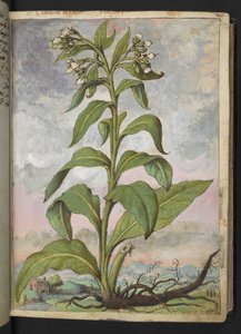 Symphytum officinale (Comfrey), från "Paintings of Flora of the Roman States" av Gherardo Cibo, Add MS 22333, f029r, c.1564-84 (akvarell & gouache på papper) av Gherardo Cibo