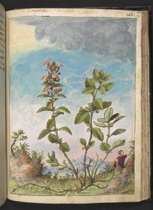 Teucrium chamaedrys (Wall Germander), från "Paintings of Flora of the Roman States" av Gherardo Cibo, Add MS 22333, f159r, c.1564-84 (akvarell & gouache på papper) av Gherardo Cibo