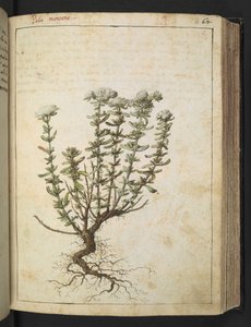 Teucrium montanum, från "Paintings of Flora of the Roman States" av Gherardo Cibo, Add MS 22333, f068r, c.1564-84 (akvarell & gouache på papper) av Gherardo Cibo