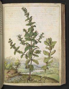 Teucrium scordium, från "Paintings of Flora of the Roman States" av Gherardo Cibo, Add MS 22333, f105r, c.1564-84 (akvarell & gouache på papper) av Gherardo Cibo