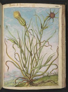 Tragopogon porrifolius, från "Paintings of Flora of the Roman States" av Gherardo Cibo, Add MS 22333, f169r, c.1564-84 (akvarell & gouache på papper) av Gherardo Cibo