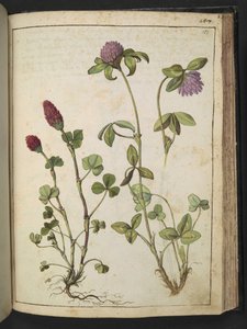 Trifolium incarnatum & Trifolium pratens, från "Paintings of Flora of the Roman States" av Gherardo Cibo, Add MS 22333, f151r, c.1564-84 (akvarell & gouache på papper) av Gherardo Cibo