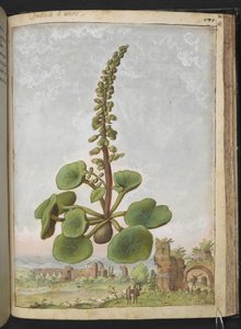 Umbilicus rupestris (Navelört): Ätlig blommande växt, från "Paintings of Flora of the Roman States" av Gherardo Cibo, Add MS 22333, f162r, c.1564-84 (akvarell & gouache på papper)