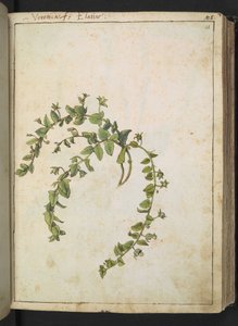 Veronica, från "Paintings of Flora of the Roman States" av Gherardo Cibo, Add MS 22333, f048r, c.1564-84 (akvarell & gouache på papper) av Gherardo Cibo