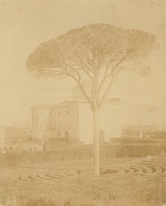 [Träd i formell trädgård utanför Palazzo], 1860-70-tal.