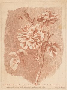Bloemen Study of Flower after Nature tecknad av tessier Painter of Roy For Flowers (titel på objekt)